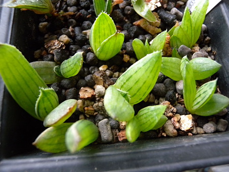 Aloe karasbergensis