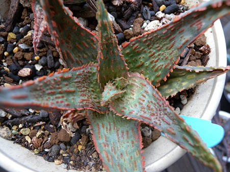 Aloe Red