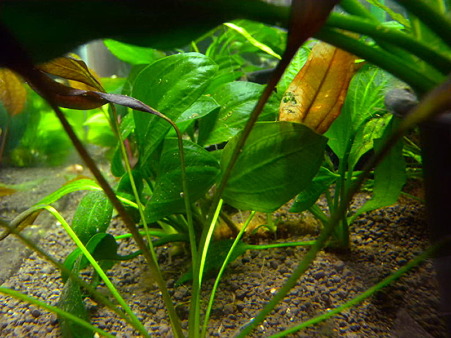 オパクス