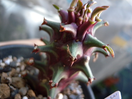Monadenium sp. Tanzania