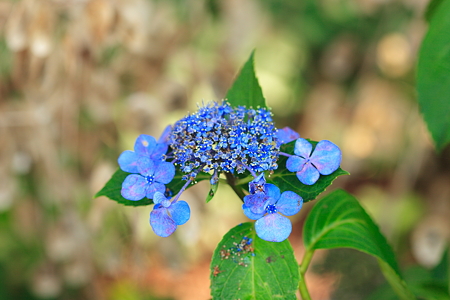 谷柏の紫陽花
