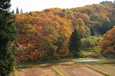 次年子七兵衛そばより望む紅葉