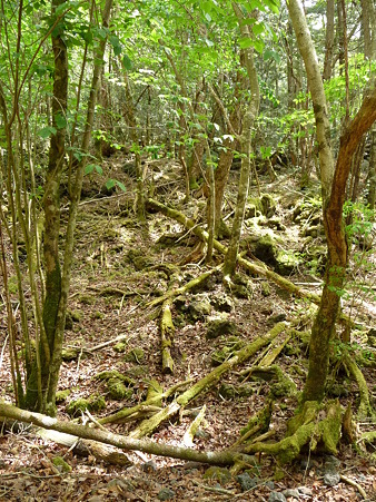 100518-青木ヶ原樹海-7