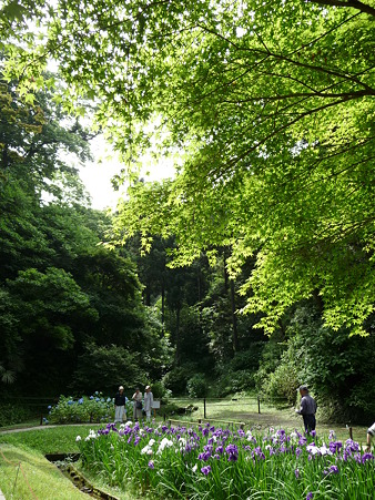 100615-明月院裏庭園-59
