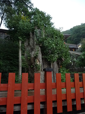 101026-八幡さま (5)
