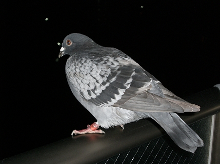 CIMG3234