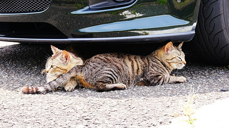 ドライブで出会った猫たち (11)