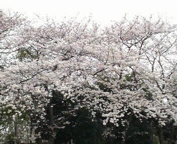 桜