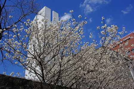 寒桜