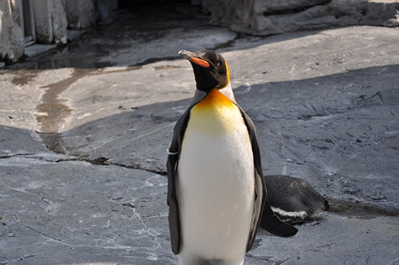 ペンギン1