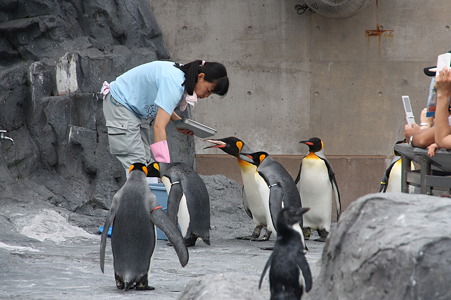 ペンギン