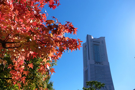 2010.11.10 みなとみらい 紅葉