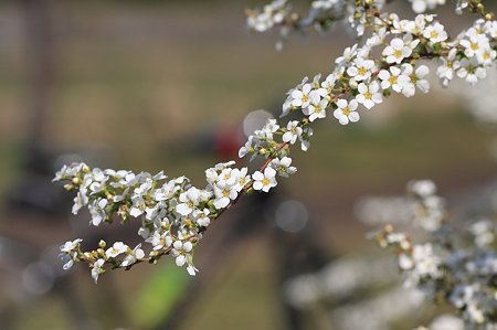 2011.03.29　和泉川　雪柳と自転車