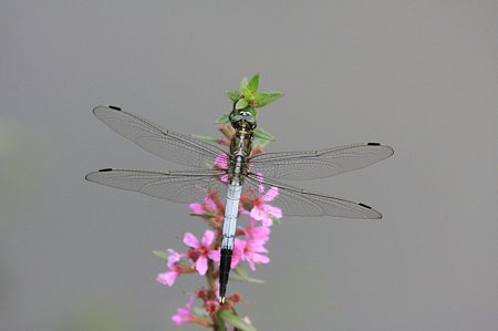 2011.09.02 和泉川 シオカラトンボ