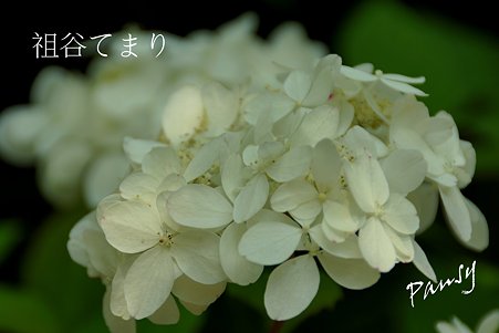祖谷てまり・・光則寺の山アジサイ 60