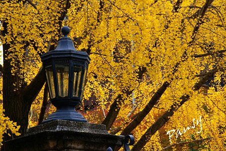 銀杏 yellow の街角・・3