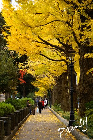 銀杏 yellow の街角・・6