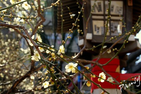 梅咲く・・湯島天神・・13
