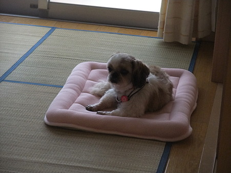 新しい姫が居た!