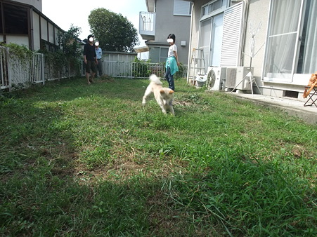 走り回れるほどの