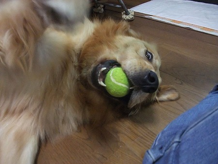 変な顔の北斗