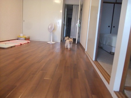 犬の為にあるようなお部屋!