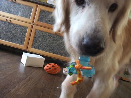小型犬のおもちゃゲット!
