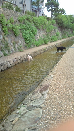 2011.7.18川遊び2
