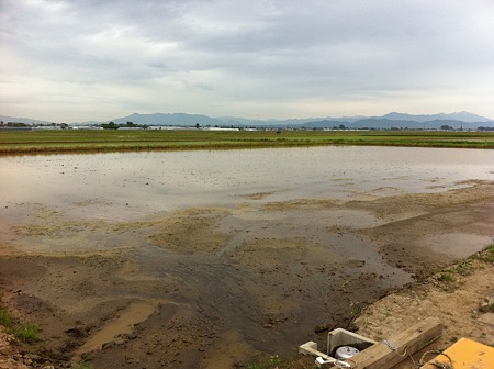 事前田植え 001
