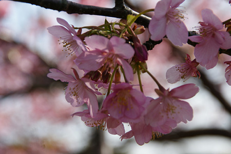 河津桜がいっぱい!(110226)
