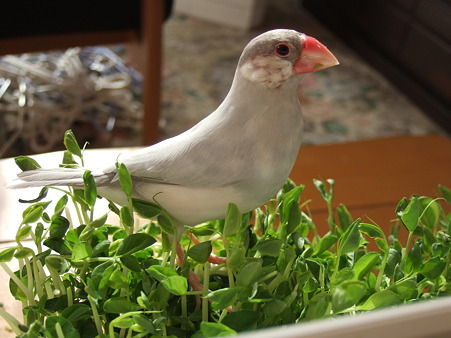 DSCF2804