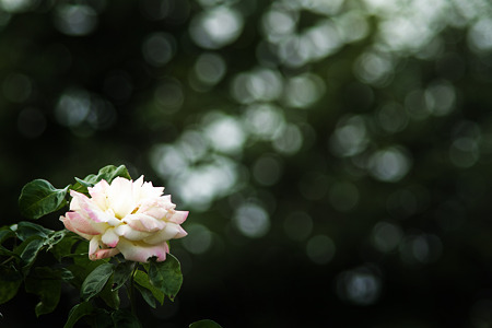 初夏の薔薇