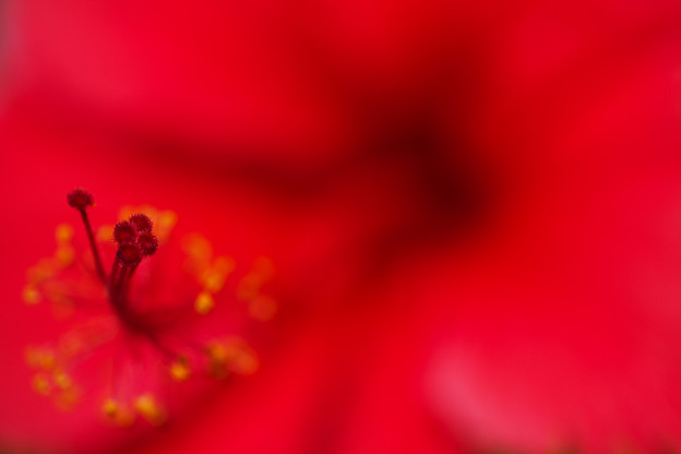 沖縄の花