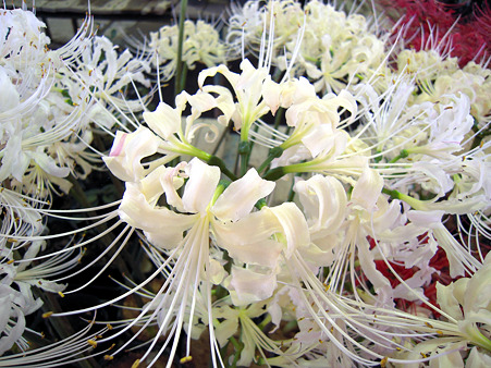 DSCN1371_edited