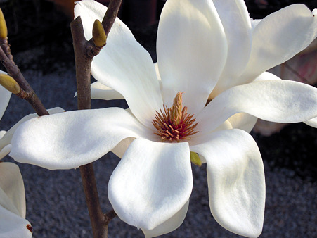 モクレンの花