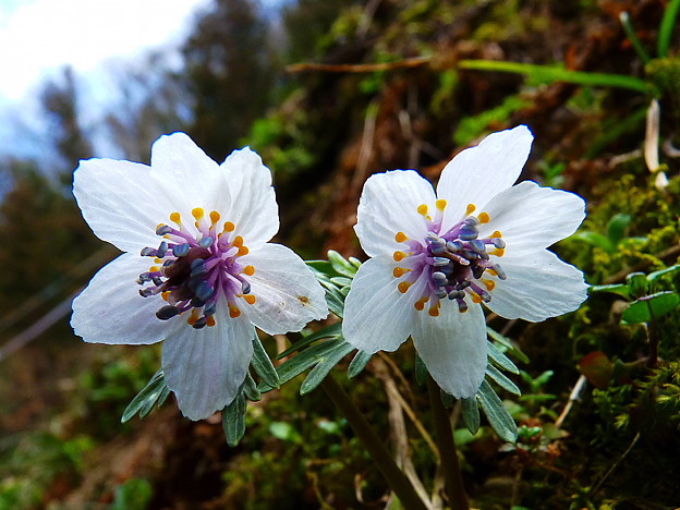 花びら６枚のセツブン草 ｎ０７ 写真共有サイト フォト蔵