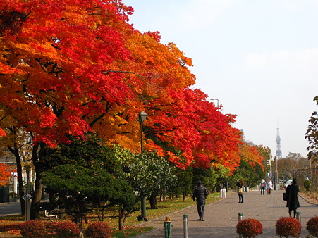 大通公園の紅葉