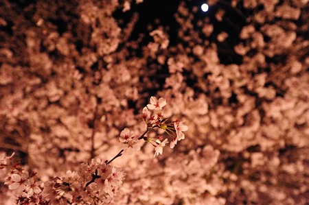 1104121924_DSC_9718