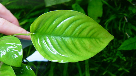 DSCF3881