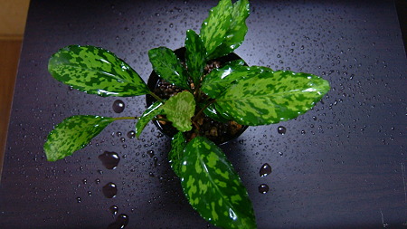 DSCF5308