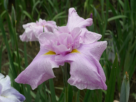 高瀬裏川花しょうぶまつり(6)