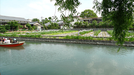 柳川~椛島菖蒲園(3)