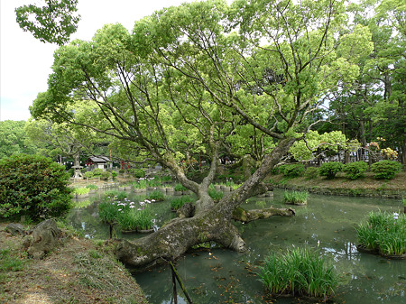 香椎宮(2)