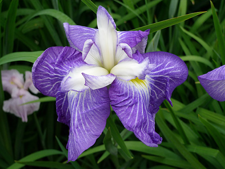 舞鶴公園の花菖蒲(5)