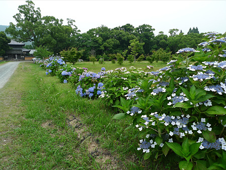 戒壇院(2)正面の紫陽花