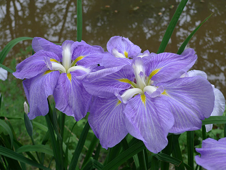 観世音寺(5)花菖蒲