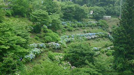 白糸の滝(2)紫陽花