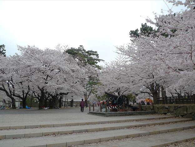 小倉城 勝山公園の桜 9 照片共享页面 撮影蔵