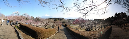 iwamotoyama_sizuoka_p1