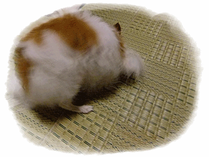 お決まりのコース